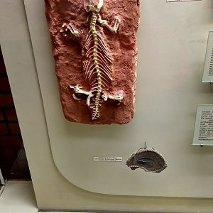 Gilmoreteius chulsanensis (cast) and Archaeophis turkmenicus