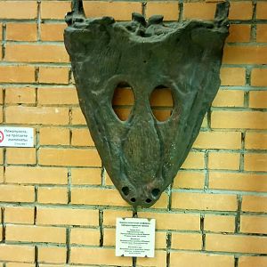 Mastodonsaurus giganteus skull (cast)