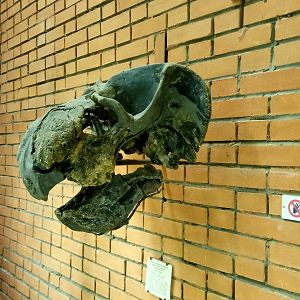 Stahleckeria potens skull (cast)