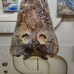 Mastodonsaurus torvus skull