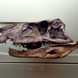 Garjainia prima skull