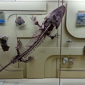 Yarenskian (Early Triassic, Upper Olenekian) fauna