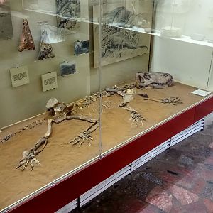 Titanophoneus potens skeleton