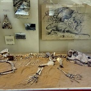 Titanophoneus potens skeleton