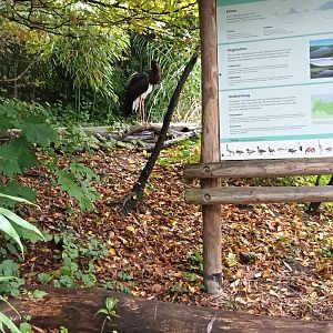Selenga Signage and Black Stork
