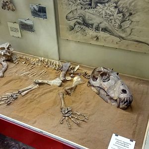 Titanophoneus potens skeleton