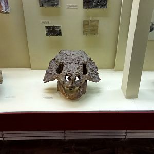 Scutosaurus and dicynodont skulls