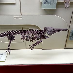 Platyoposaurus skeleton