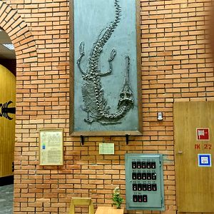 Macrospondylus bollensis (cast)