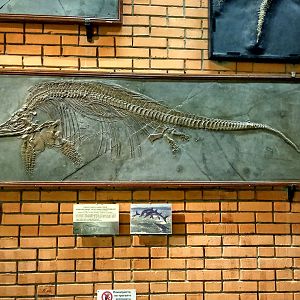 Stenopterygius quadriscissus (cast)