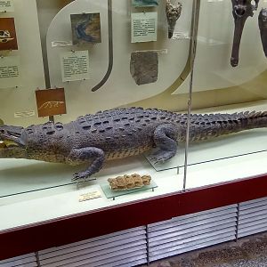 American crocodile