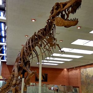 Tarbosaurus bataar skeleton
