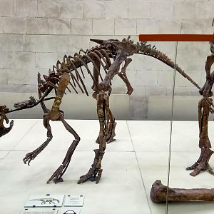 Probactrosaurus gobiensis skeleton