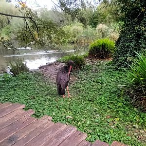 Selenga General View and Black Stork