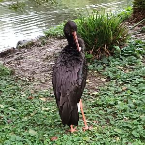 Selenga Black Stork