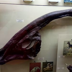 Parasaurolophus walkeri skull (cast)