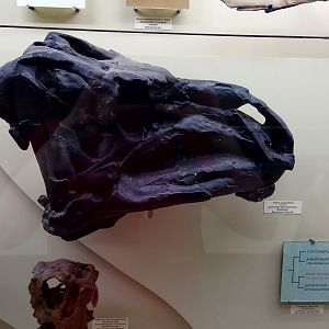 Iguanodon bernissartensis skull (cast)
