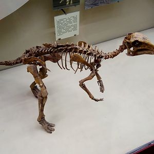 Juvenile Arstanosaurus skeleton
