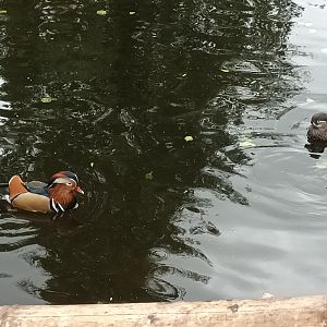 Selenga Mandarin Ducks