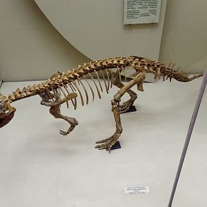 Psittacosaurus mongoliensis skeleton