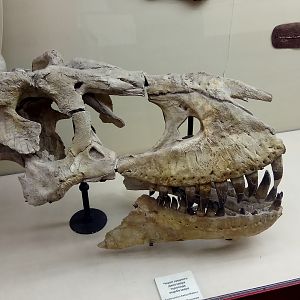 Tarbosaurus bataar skull