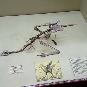 Avimimus portentosus skeleton (cast)