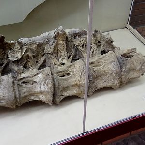 Late Cretaceous sauropod dorsal vertebrae from Mongolia