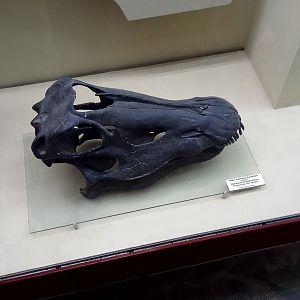 Diplodocus carnegii skull (model)