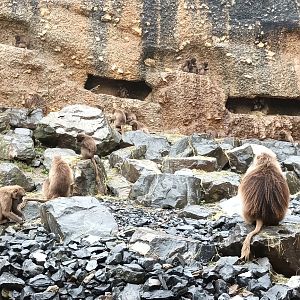 Semien Gelada Baboons