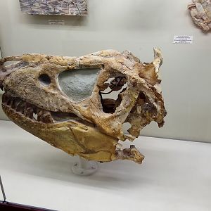 Tarbosaurus bataar skull