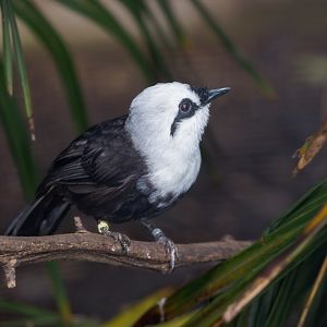 Sumatran Laughingthrush / Chester Zoo / 9-9-22