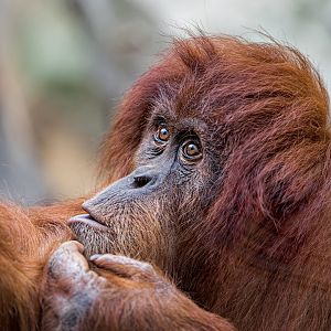 Sumatran Orangutan / Chester Zoo / 9-9-22
