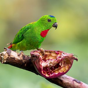 Blue-crowned Hanging Parrot / Chester Zoo / 9-9-22