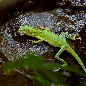 Green Crested Lizard / Chester Zoo / 9-9-22