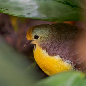 Cinnamon Ground Pigeon / Chester Zoo / 9-9-22