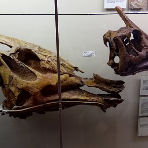 Saurolophus angustirostris skulls