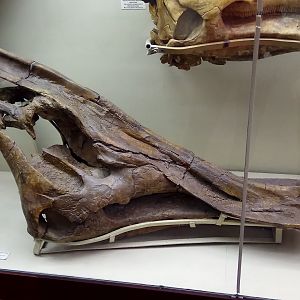 Saurolophus angustirostris skull