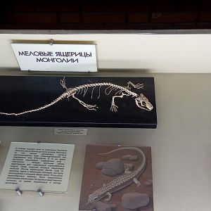 "Cretaceous lizards of Mongolia"