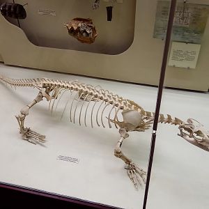 Komodo dragon skeleton
