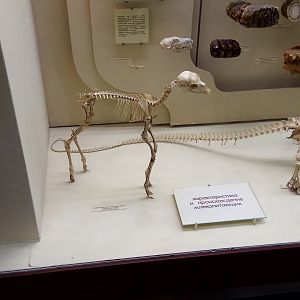Blackbuck calf skeleton