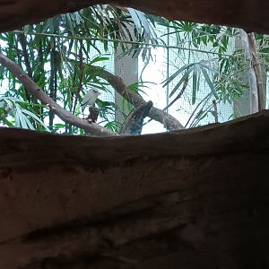 Kaeng Krachan Elephant Park Bali Myna