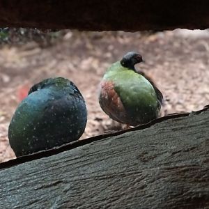 Kaeng Krachan Elephant Park Crested Partridges
