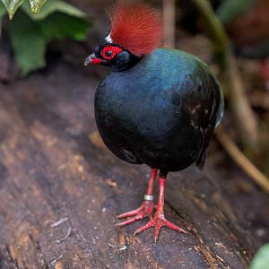 Crested Patridge / Chester Zoo / 9-9-22