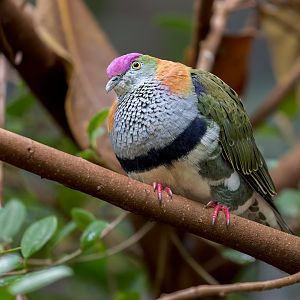 Superb Fruit Dove / Chester Zoo / 9-9-22