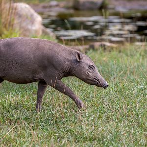 Babirusa / Chester Zoo / 9-9-22