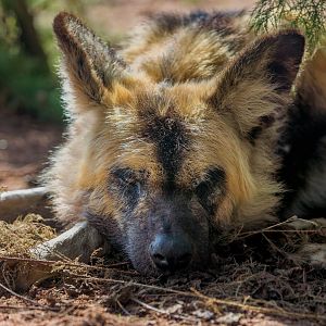 African Painted (wild) Dog / Chester Zoo / 9-9-22