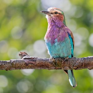 Lilac Breasted Roller / Chester Zoo / 9-9-22