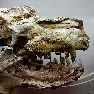 Enthelodon sp. skull