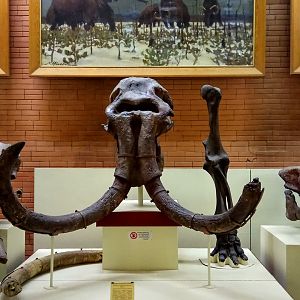 Mammoth skulls, tusks and bones, Gomphotherium skull