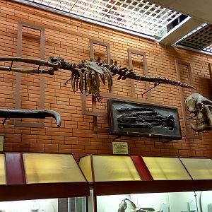 Cetotheriid whales, mammoth skull and tusk
